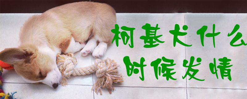 柯基犬什么時候發情1