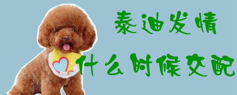 泰迪發情什么時候交配1