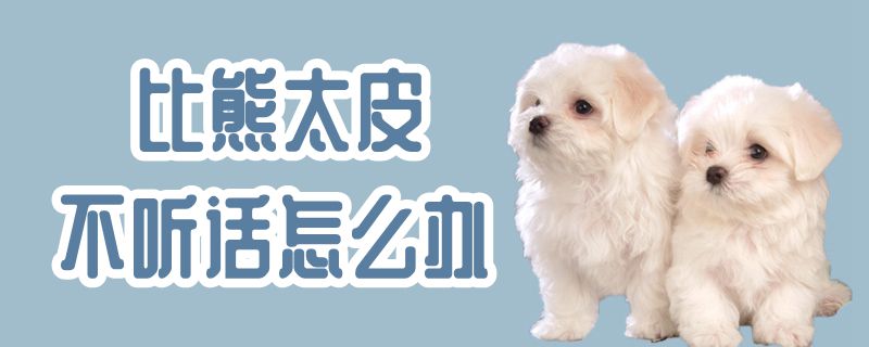 比熊太皮不聽話怎么辦