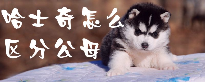 哈士奇怎么區分公母1