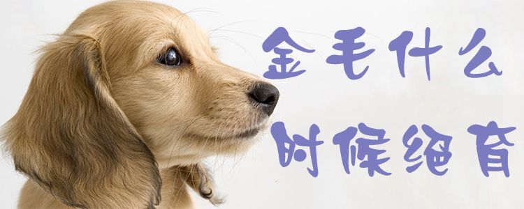 金毛什么時候絕育1