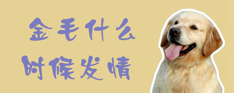 金毛什么時候發情1