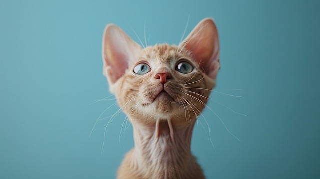 貓毛球癥的癥狀有哪些？貓毛球癥有啥癥狀？