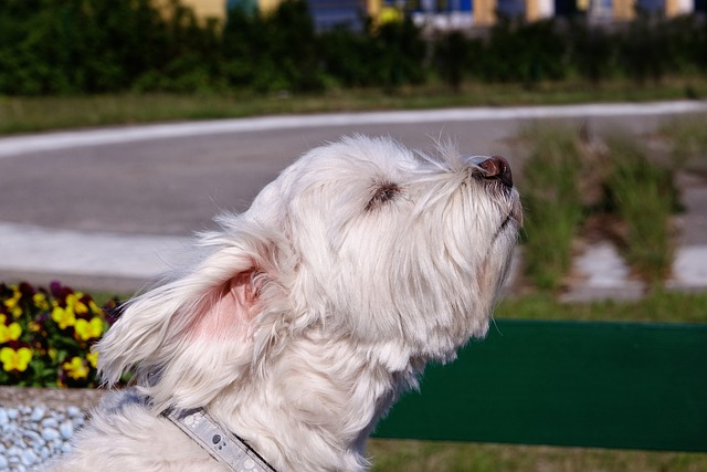 狗狗需要多久洗一次澡？洗澡有哪些注意事項(xiàng)？