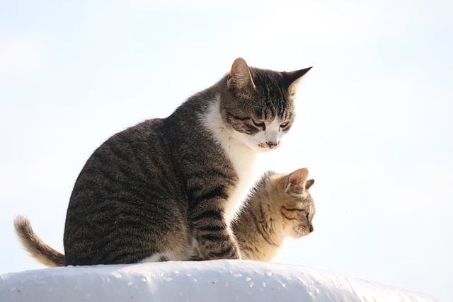 貓咪為啥老愛舔自己?