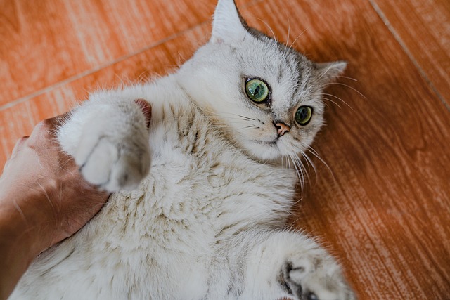 貓咪多久洗一次澡?自己幫它洗澡要注意啥?