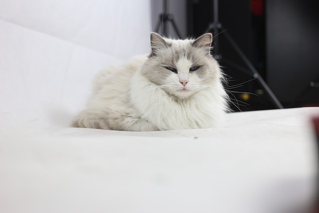 新買的貓,為啥喜歡躲起來?