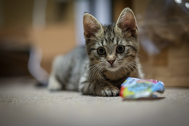 我的貓為啥不喜歡我抱它?