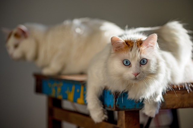 幼貓喜歡玩什么玩具?