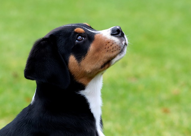 狗狗怎么訓練才能學會握手、坐下這些基本動作？