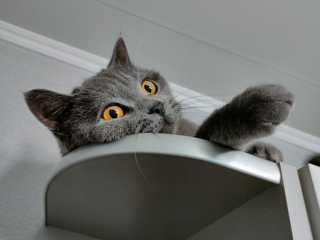 寵物貓可以帶出去散步嗎?