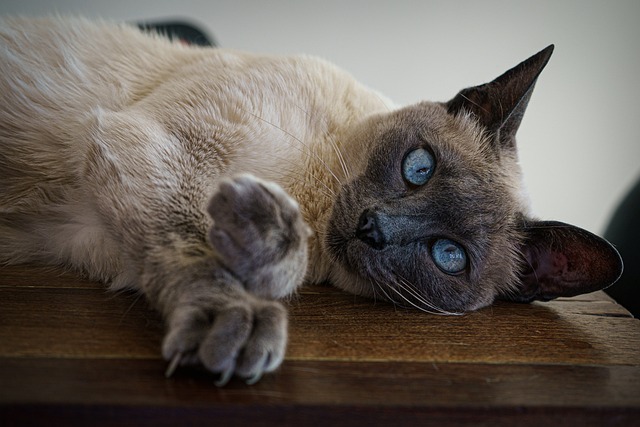 訓練貓咪聽話，叫它名字就回應，有啥好方法？