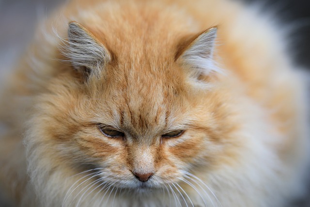 貓咪晚上太活躍，怎么調整作息跟我同步？