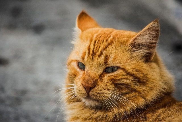 教貓咪不玩電線，安全訓練怎么做最有效？