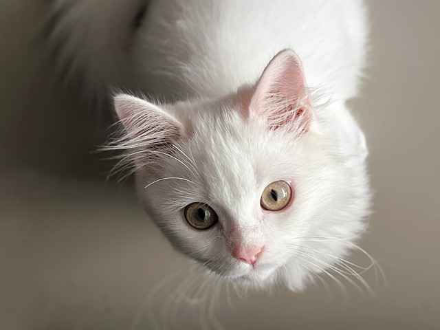 貓咪口腔健康知多少？日常護理不可少！