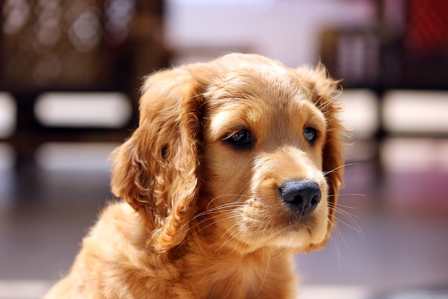 金毛發情了咋整？新手必知的配種小知識和注意事項！