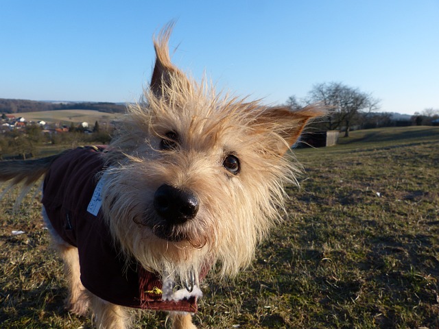 不同品種狗狗發情期都一樣嗎？配種前得搞清！