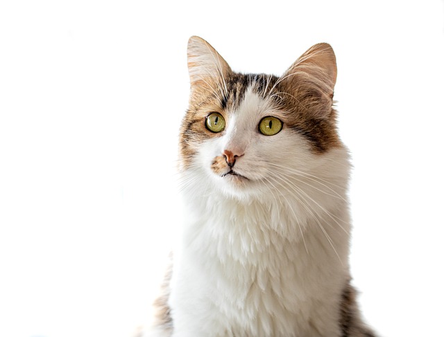 貓咪產后可以洗澡嗎？