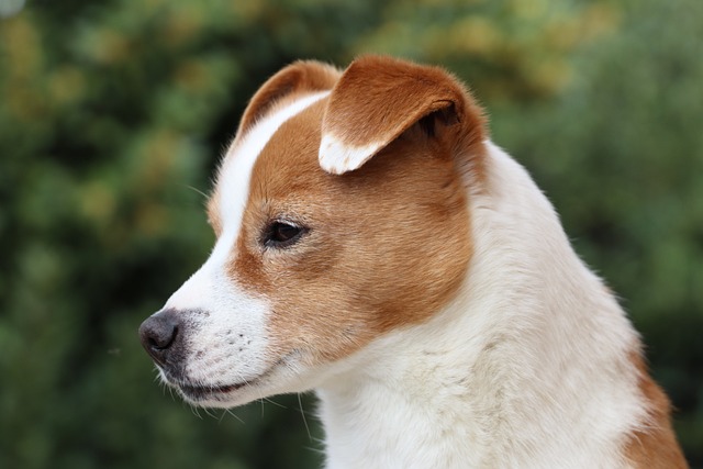 狗濕疹的治療方法有哪些？治療狗濕疹有哪些常用的藥物？