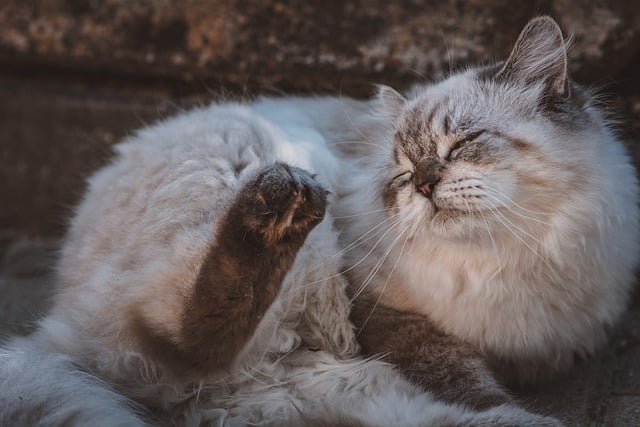 貓咪食欲差，寵物口炎是元兇嗎？