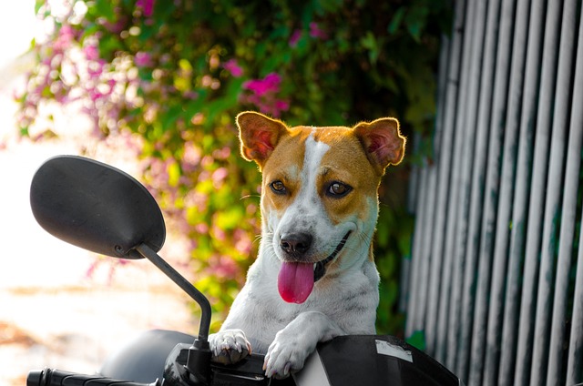 寵物不停撓皮膚，是不是螨蟲感染了？