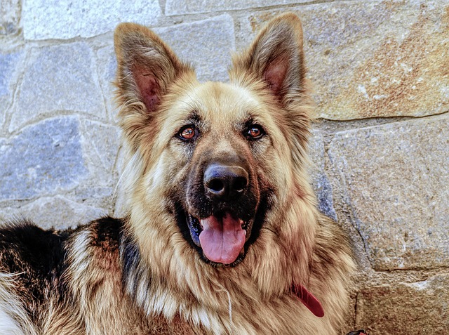 狗狗感染犬絳蟲后，主人有被傳染的風險？