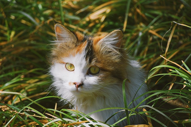 貓咪尿頻尿急，是不是膀胱炎的征兆？