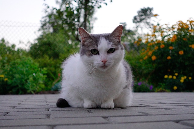 寵物便秘吃什么能緩解？