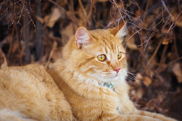 寵物癲癇發(fā)作時該怎么辦？