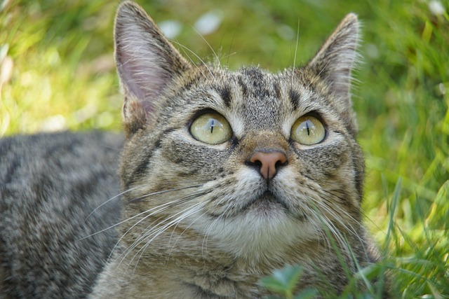 如何預防寵物在夏季患上耳部感染？