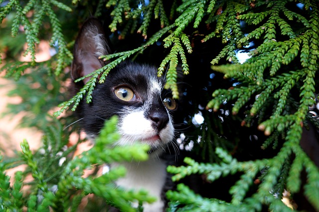 貓咪“尿閉”大作戰：你的貓咪守護指南！