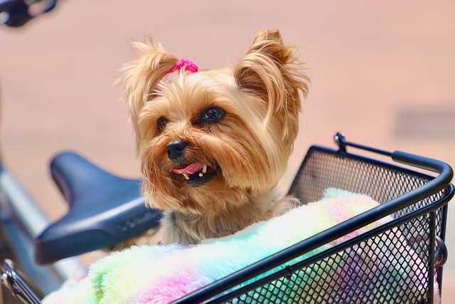 治療犬窩咳一般需要多長時間才能痊愈？