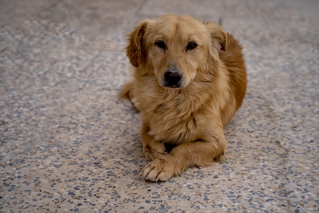  狗狗尿血？先別急著“上頭”