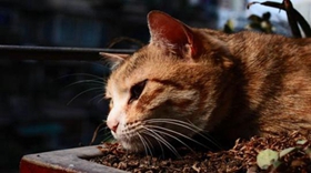 威爾斯貓吃什么 威爾斯貓喂食要點