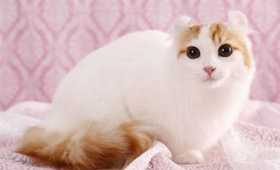 美國卷耳貓幼貓吃什么 定時定量喂食幼貓