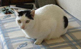 日本短尾貓吃什么 日本短尾貓喂食要求