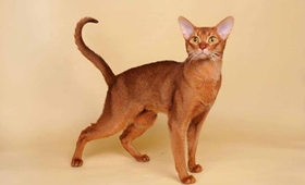 阿比西尼亞貓好養嗎 阿比西尼亞貓喂養知識