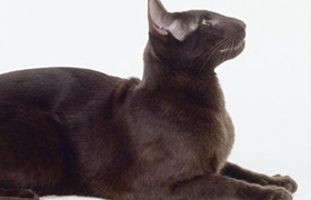 哈瓦那棕貓怎么養 哈瓦那貓飼養方法