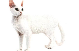 德文卷毛貓好養嗎 注意規律喂食