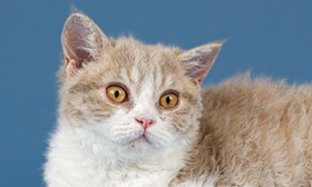 塞爾凱克卷毛貓喜歡吃什么 塞爾凱克卷毛貓喂食指南