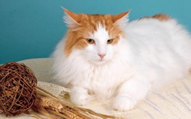 威爾斯貓毛發(fā)怎么護理 威爾斯貓毛發(fā)日常護理