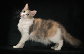 拉邦貓?jiān)趺醋o(hù)毛 拉邦貓毛發(fā)護(hù)理方法