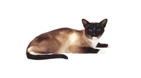 雪鞋貓吃什么 雪鞋貓飼養心得介紹