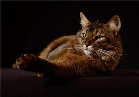 索馬里貓好養(yǎng)嗎 飼養(yǎng)索馬里貓注意事項