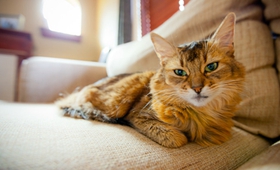 索馬里貓性格怎么樣 索馬里貓性格介紹