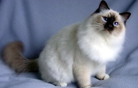 雪鞋貓怎么養 雪鞋貓飼養方法