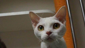 德文卷毛貓能吃螃蟹嗎 盡量不要給貓吃海鮮