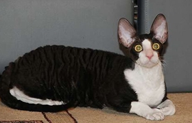 柯尼斯卷毛貓掉毛怎么辦 柯尼斯卷毛貓掉毛嚴重原因