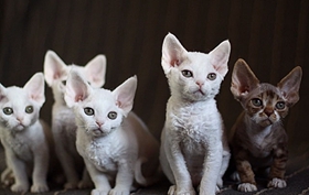 德文卷毛貓性格如何 德文卷毛貓性格詳細介紹