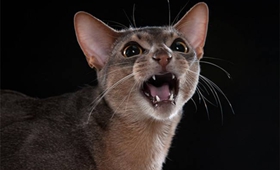 阿比西尼亞貓性格怎么樣 阿比西尼亞貓性格介紹